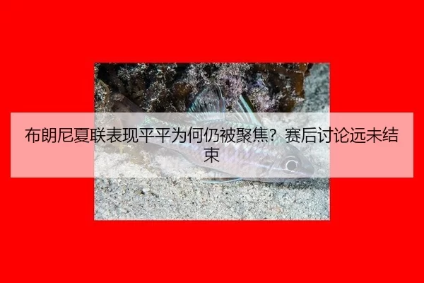 布朗尼夏联表现平平为何仍被聚焦？赛后讨论远未结束